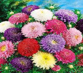 Астра