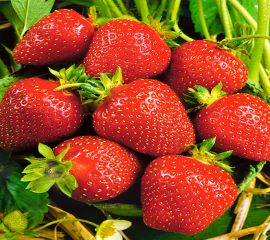 Земляника,Клубника,Черника и др.