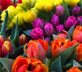 Луковичные осень