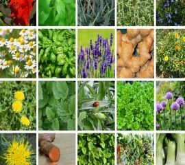 Пряности и лекарственные травы