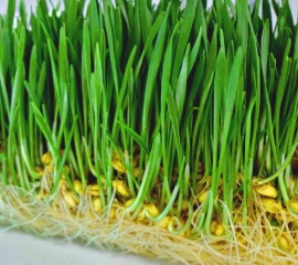 Трава для животных