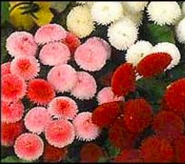 Маргаритки