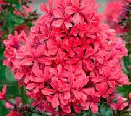 Флоксы