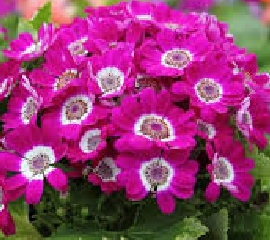 Цинерария