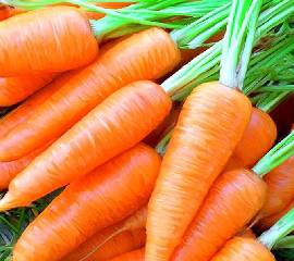 Морковь на ленте