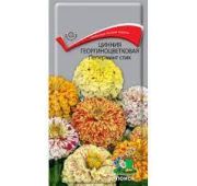 Цветы Цинния Пеперминт Стик (Поиск)