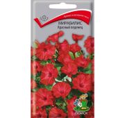 Цветы Мирабилис Красный леденец (Поиск)