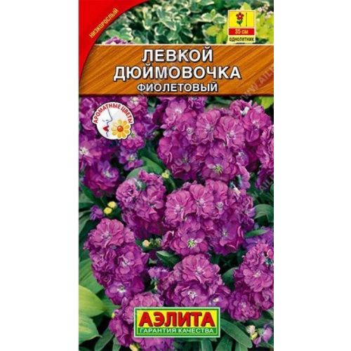 Цветы Левкой Дюймовочка фиолет.(Аэлита)
