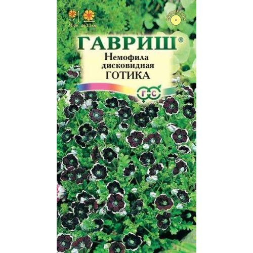 Цветы Немофила Готика (Гавриш)