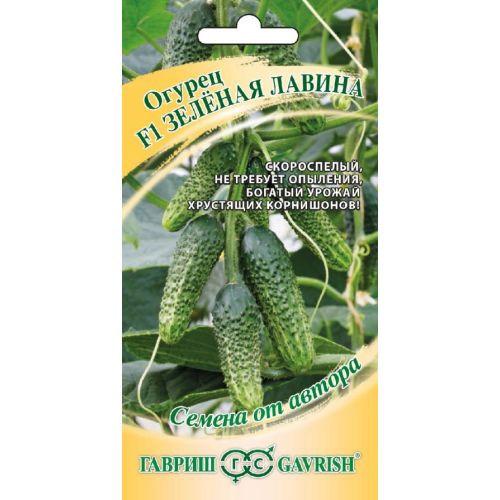 Огурцы гавриш фото Огурцы гавриш фото