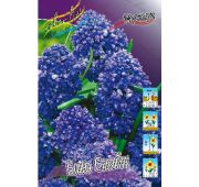 Мускари Блю Спайк 1шт