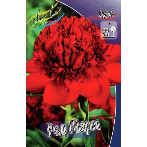 Пион Рэд Шарм - Сад НФ