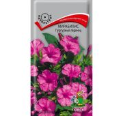 Цветы Мирабилис Пурпурный леденец (Поиск)