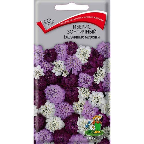 Цветы Иберис Ежевичные меренги(Поиск)