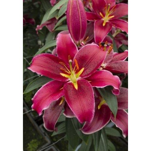 Лилия восточная вангелис фото и описание Лилия восточная вангелис фото и описание