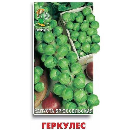 Капуста Брюссельская Геркулес (Поиск)