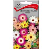 Цветы Мезембриантемум Искорки (Поиск)