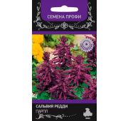 Цветы Сальвия Рэдди Парпл (Поиск)
