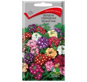 Цветы Вербена Звездная пыль (Поиск)