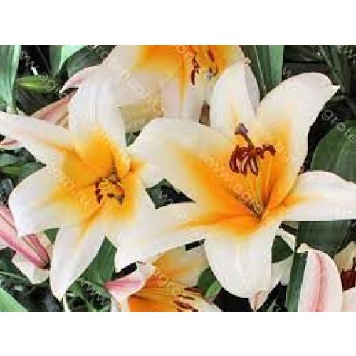 Лилия Хай Ти (ОТ) 1шт (КЛ)