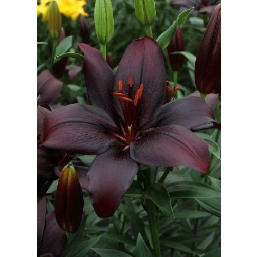 Лилия блэк шарм фото и описание Фитостудия-63.ру