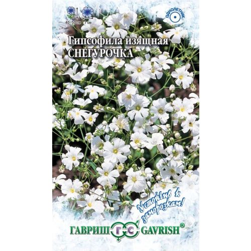 Цветы Гипсофила изящная Снегурочка (Гавриш)