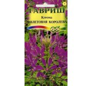 Цветы Клеома Фиолетовая Королева (Гавриш)
