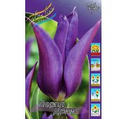 Тюльпан Перпл Дрим (лил) 1шт