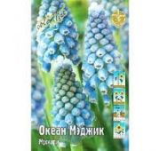 Мускари Океан Мэджик 1 шт