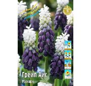 Мускари Грейп Айс 1шт (КЛ)
