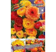 Ранункулюс Пикоти оранжевый 1 шт.