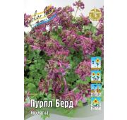 Хохлатка Пурпл Бёрд 1шт (КЛ)