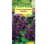 Цветы Сальвия Сириус (Гавриш)
