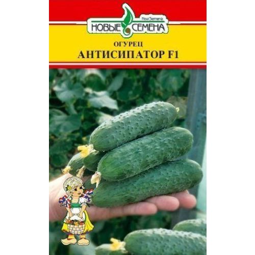 Огурец антисипатор описание отзывы фото Огурец антисипатор описание отзывы фото