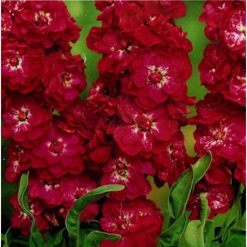 Цветы Левкой Дюймовочка красный (Аэлита)