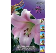 Лилия Беллсонг (ЛО) 1 шт (КЛ)