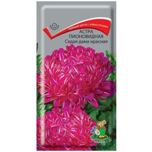 Цветы Астра Седая дама красная (Поиск)