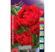 Тюльпан Навона (2й эффект) 1 шт.