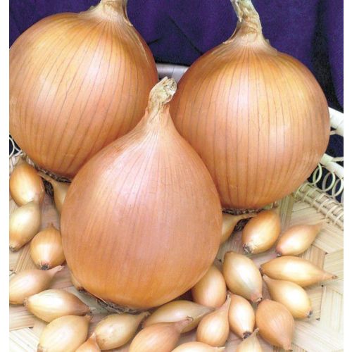 Лук-севок Шекспир 1кг (Голландия)