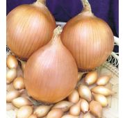 Лук-севок Шекспир 1кг (Голландия)