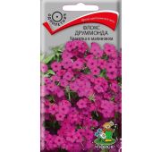 Цветы Флокс Красотка в Малиновом (Поиск)