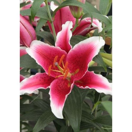 Лилия Вероника (Восток.)(5) купить с доставкой - интернет магазин Фазенда48 това