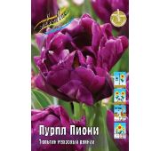 Тюльпан Пурпл Пиони (махр.ранн) 1шт
