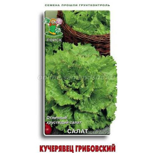 Салат Кучерявец Грибовский (Поиск)