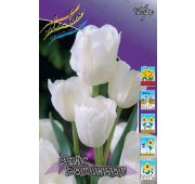 Тюльпан Вайс Берлинер (мнгцв) 1шт.