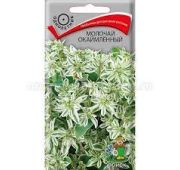 Цветы Молочай окаймленный (Поиск)