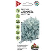Цветы Цинерария Андромеда приморская (Гавриш)