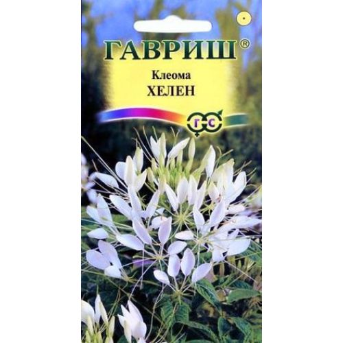Цветы Клеома Хелен (Гавриш)