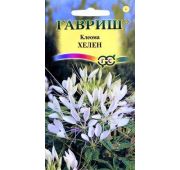 Цветы Клеома Хелен (Гавриш)
