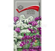 Цветы Статица Талисман бело-розово (Поиск)